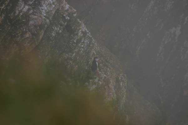 The Puffin - honest !