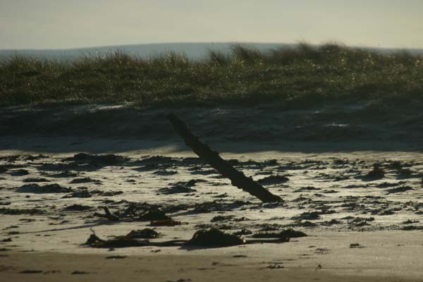 Drift wood on the beach