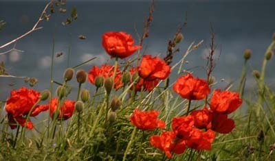 Poppies
