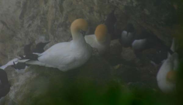 Gannets and Guillemots