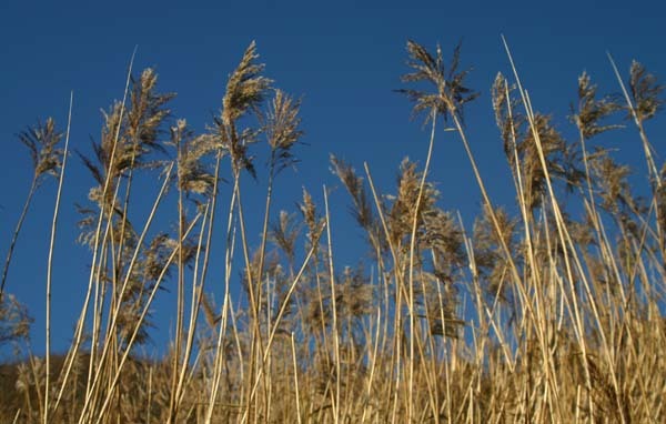Grasses on the cliff